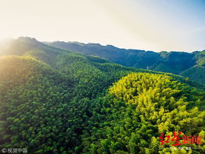 四川立下完成营造林900万亩目标 多种举措促林业发展